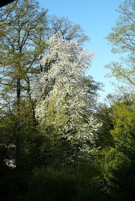 Ferienwohnung Am Krippenhof Baden-Baden Pokój zdjęcie